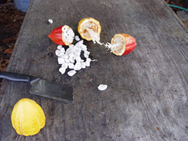 Cacao Beans